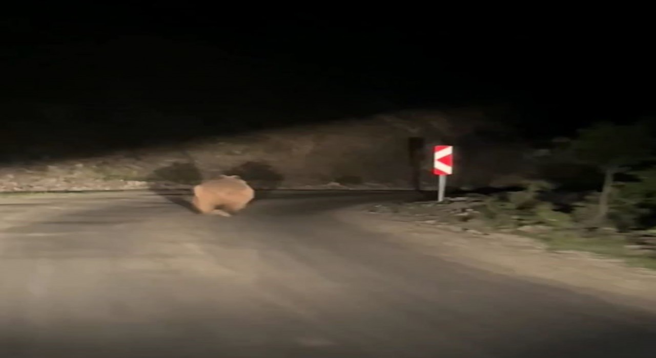 Boluda otomobil gören ayı korkup böyle kaçtı