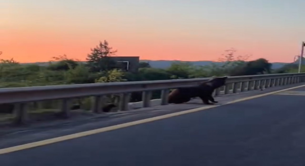 Boluda yol kenarında boz ayı ve yavruları görüntülendi
