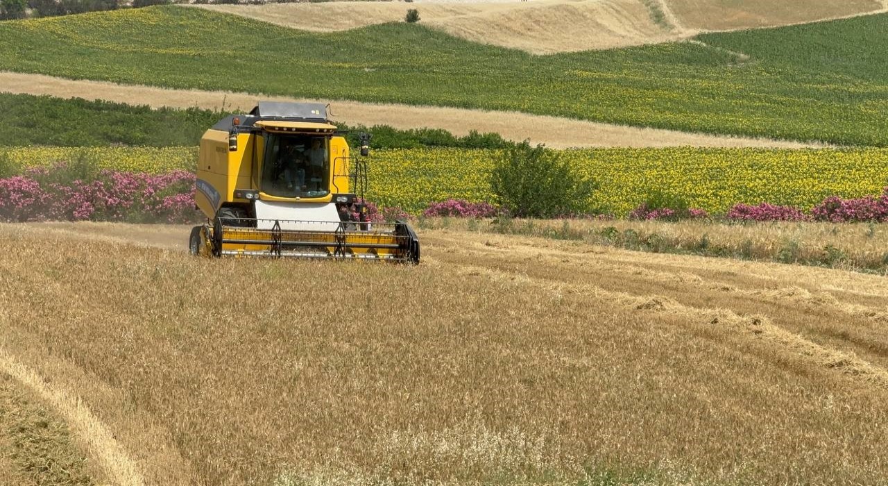 Buğday hasadı sürüyor: Bu sezon verim düşük