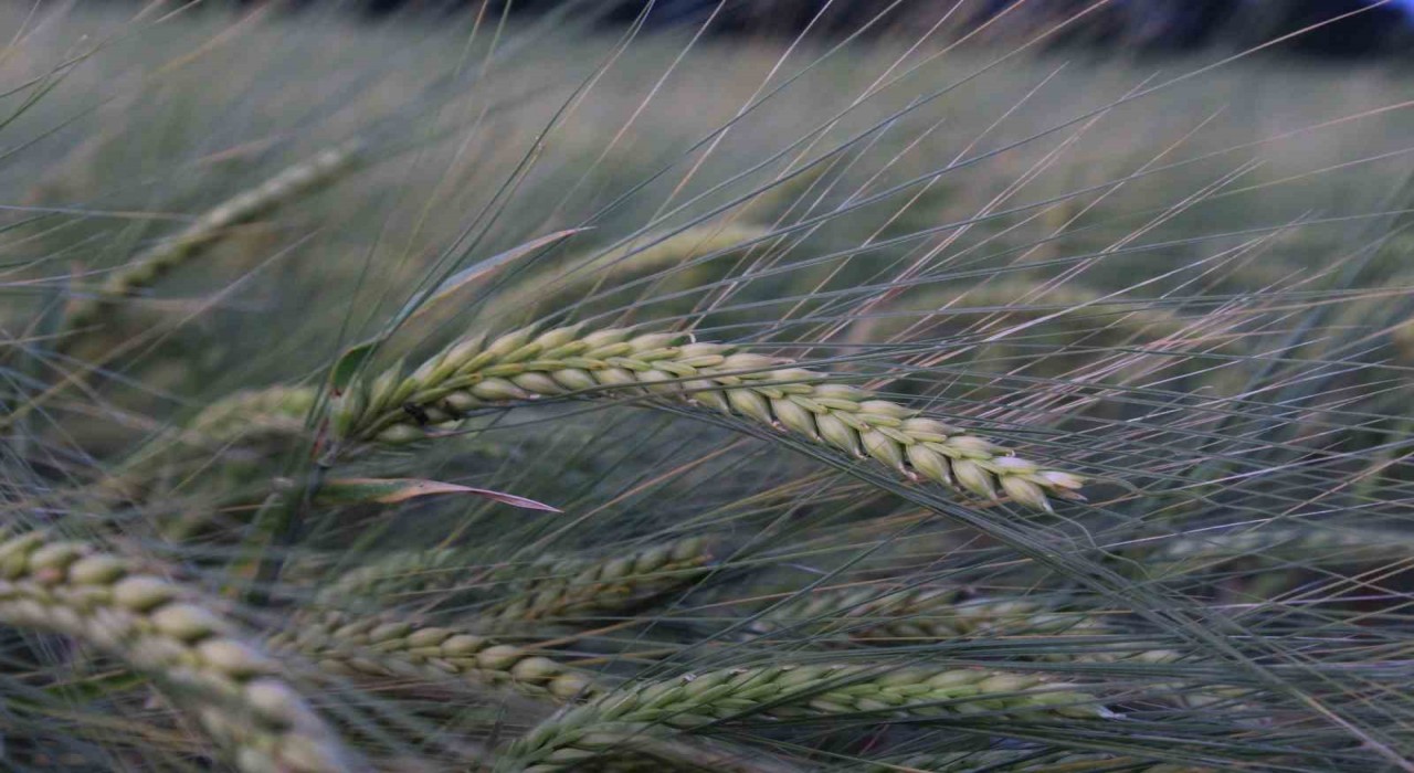 Buğday rekoltesine ilişkin ilk tahmin Hububat Kongresinde yapıldı