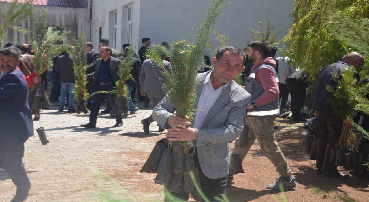 Bulanıkta 5 bin çam fidanı dağıtıldı