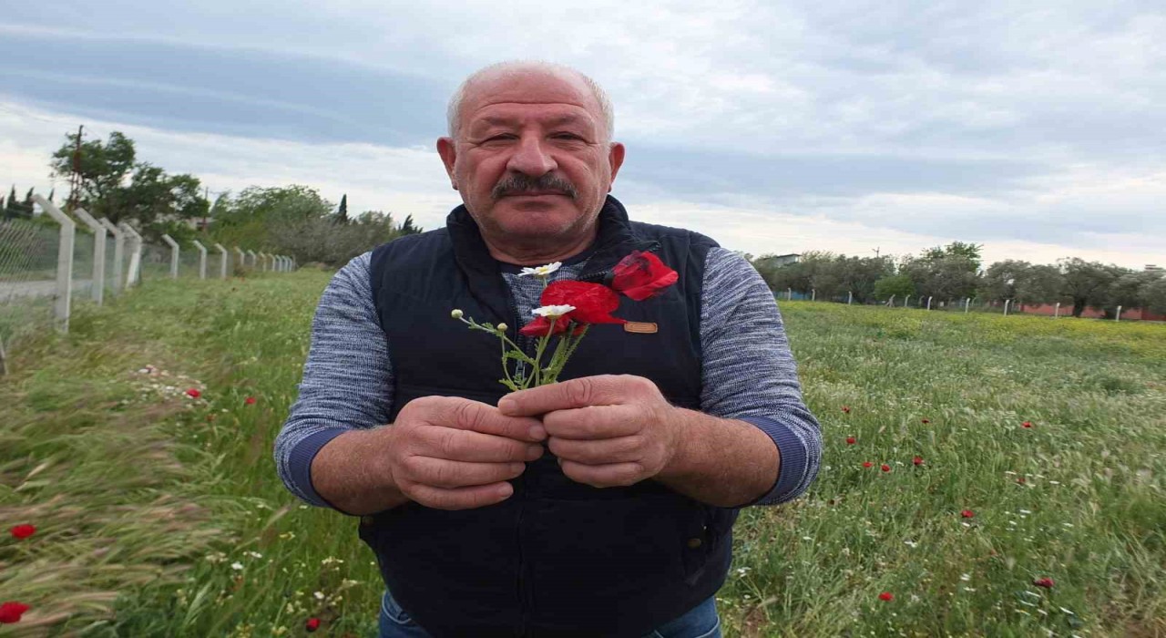 Burhaniyede tarlalar gelincik açtı