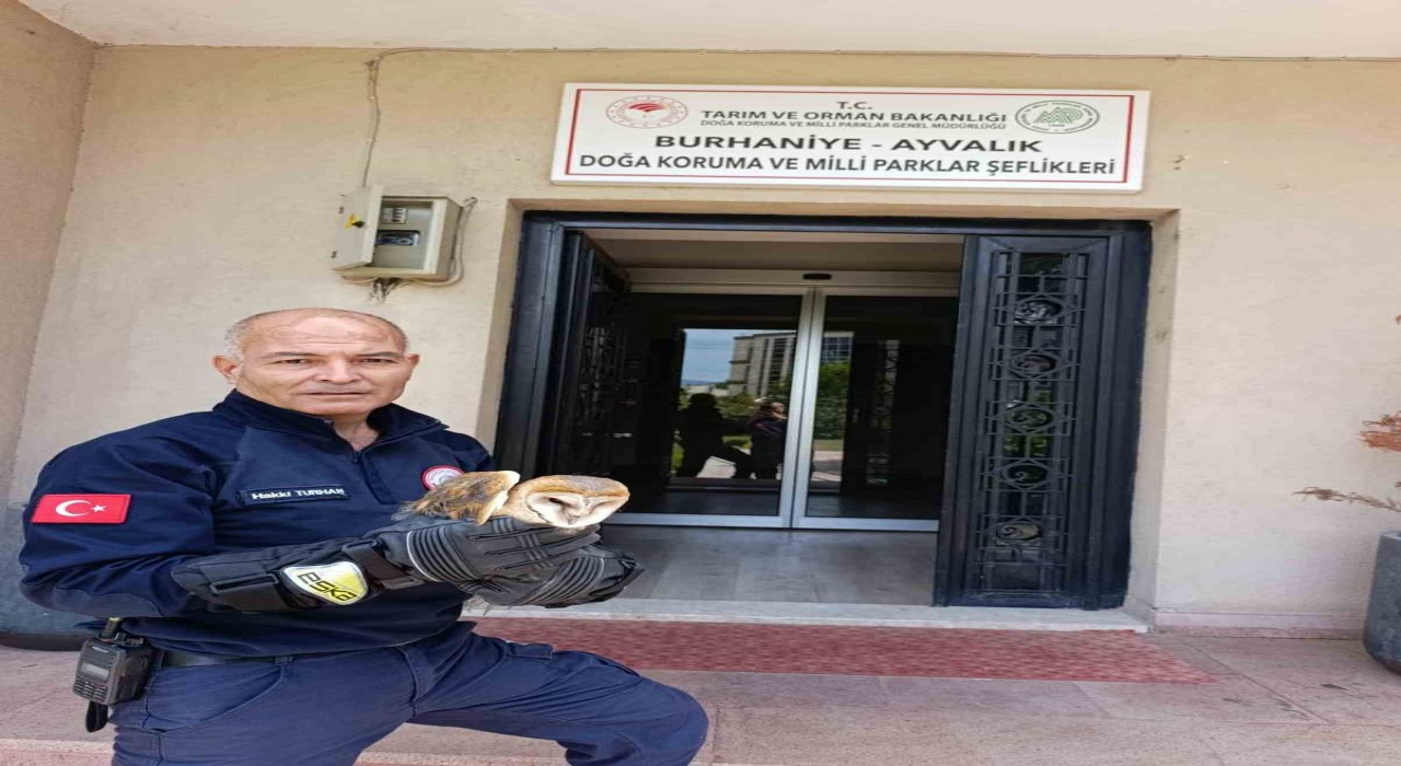 Burhaniyede yaralı baykuş, milli parklar şefliğine teslim edildi