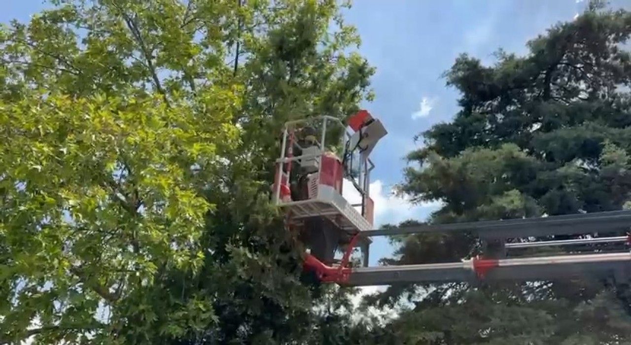 Bursada ağaçta mahsur kalan kedileri itfaiye kurtardı