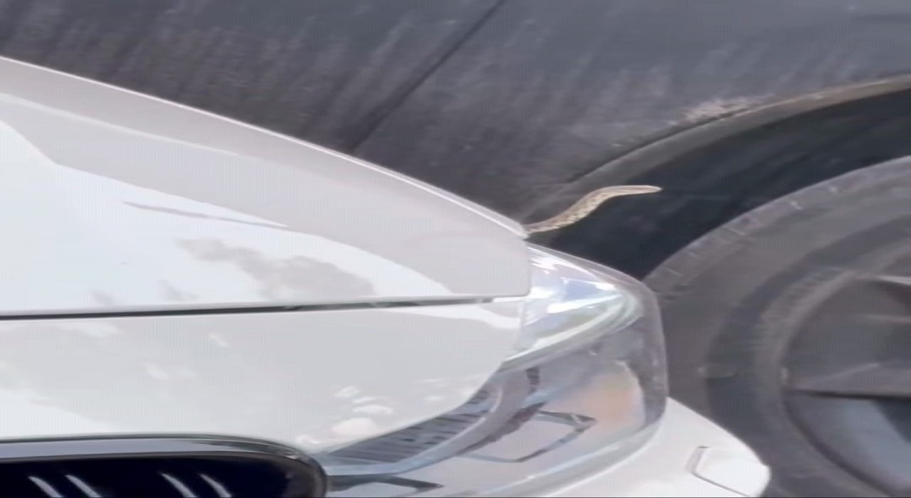 Bursada yılan paniği