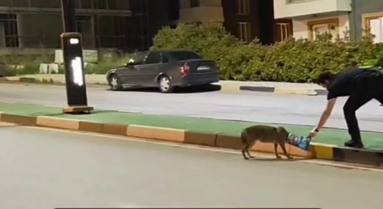 Çakalın başına takılan poşeti öğretim görevlisi çıkardı