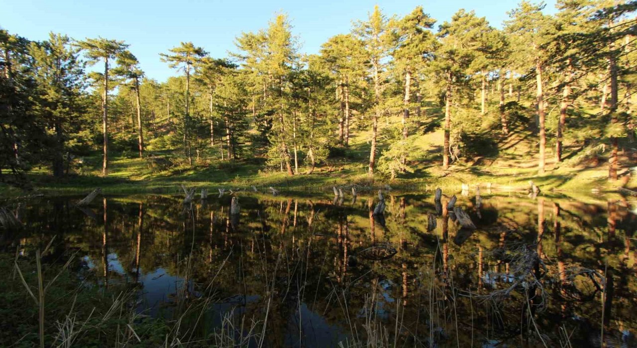 Çam ağaçlarının arasındaki doğal güzellik: Kocagöl