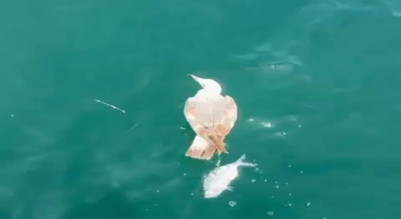 Çanakkalede denizde oltaya takılan martı kurtarıldı