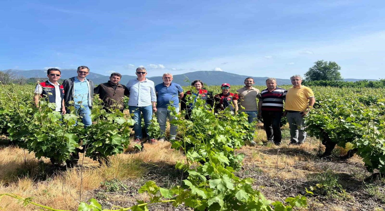 Çanakkalede yaşanan don sonrası bağlarda saha tespit çalışmaları yapıldı