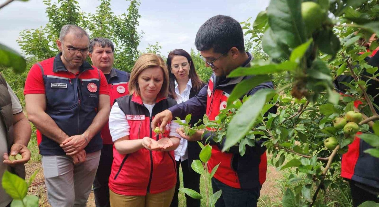 Çanakkkalede zirai don sonrası meyve bahçelerinde saha çalışması yapıldı