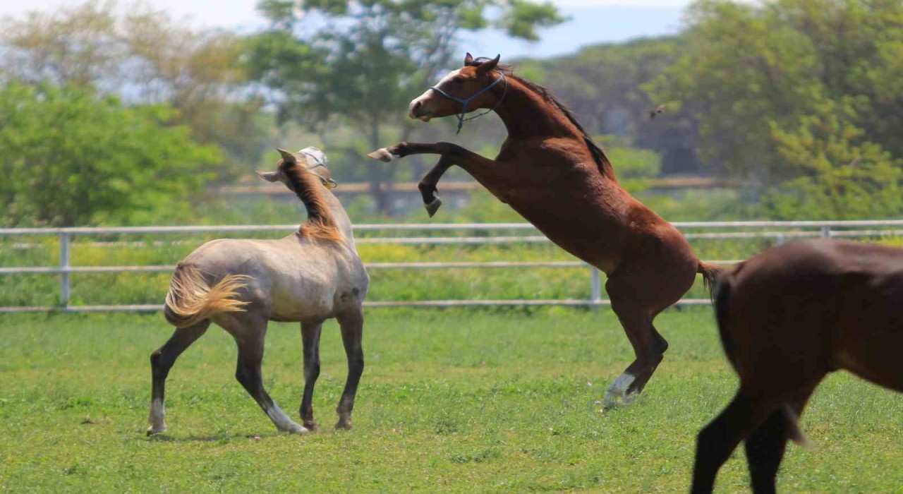 Caşın torunları, Baba Mevlütün oğulları milyonluk taylar 19 Haziranda podyuma çıkıyor