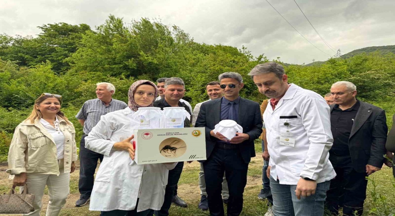 Çaycumada kestane gal arısına karşı biyolojik mücadele