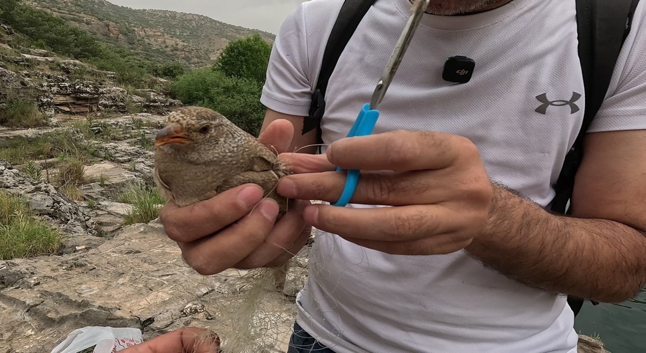 Cehennem Deresinde kum kekliği operasyonu