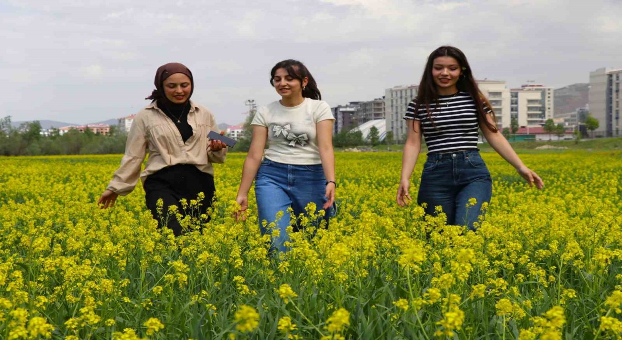 Çiçek tarlaları bozkırı sarıya boyadı