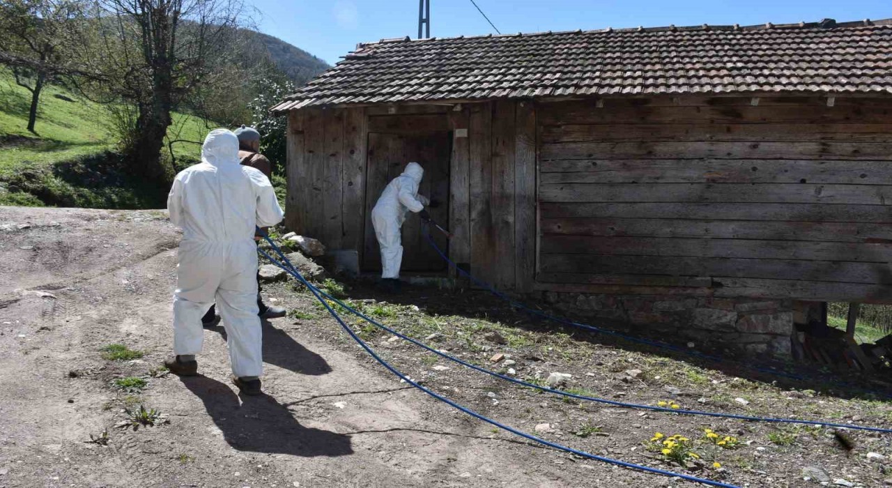 Çiftçinin korkulu rüyası kahverengi kokarca böceğine ilaçlı önlem