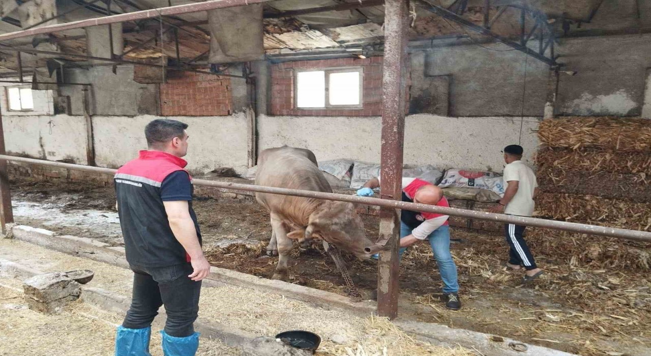 Çorumda hayvan pazarları kapatıldı