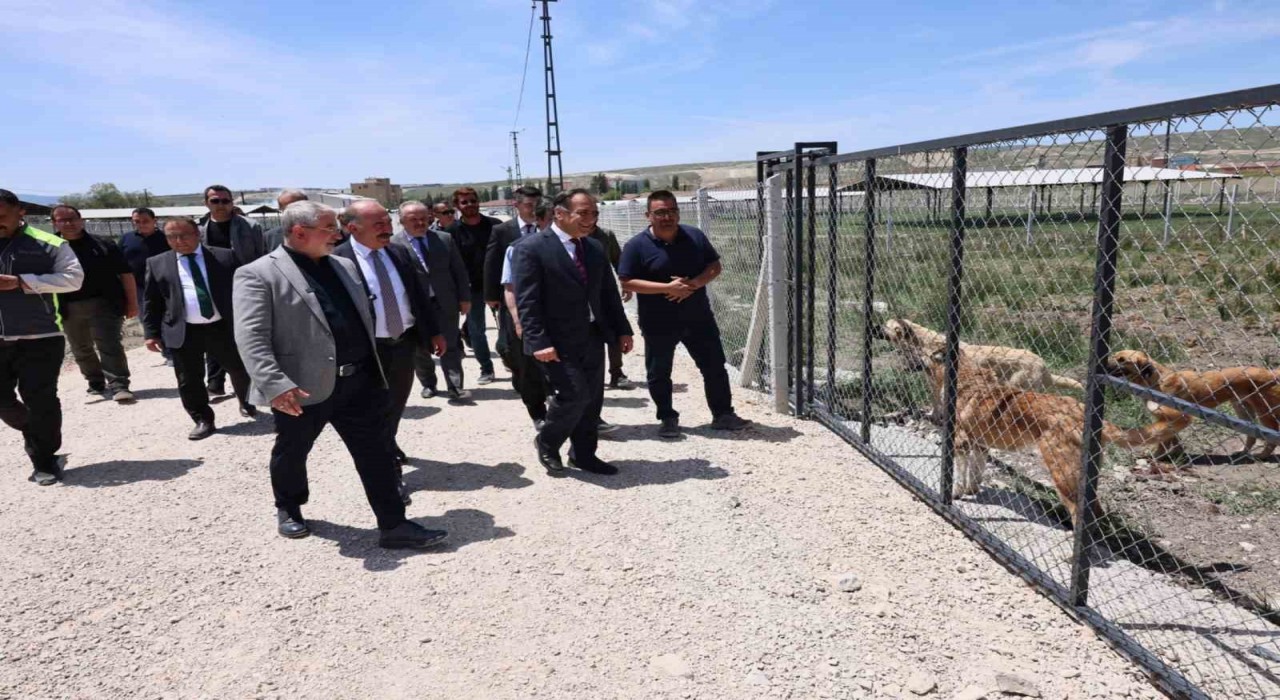 Çorumda sokak hayvanları için yapılan Doğal Yaşam Alanında çalışmalar tamamlandı