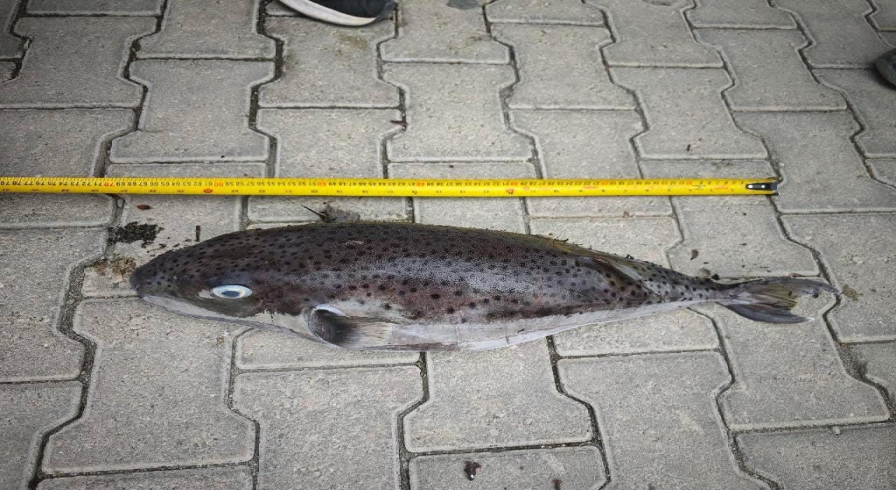 Datçada rekor boyutta balon balığı karaya vurdu