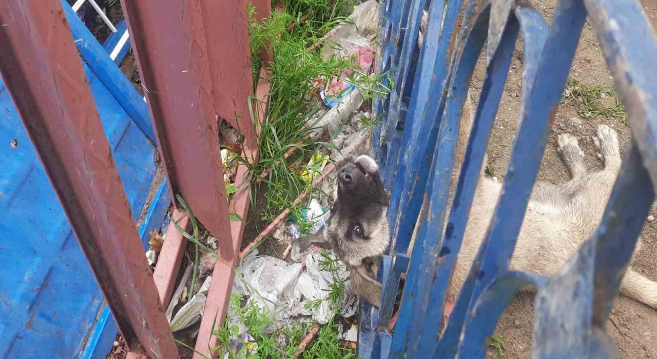 Demir korkuluklara sıkışan köpeği itfaiye ekipleri kurtardı