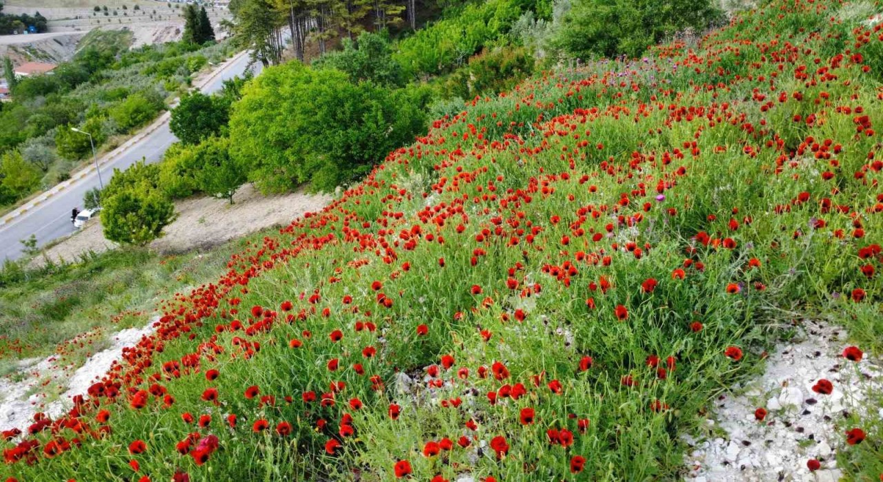 Demircide gelincik çiçeklerinden görsel şölen