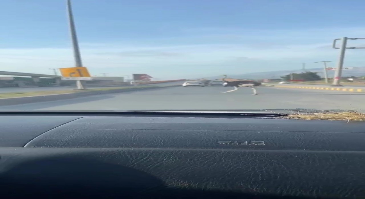 Deve kuşunu trafikte gören vatandaşın şaşkınlık yaşadığı anlar gülümsetti