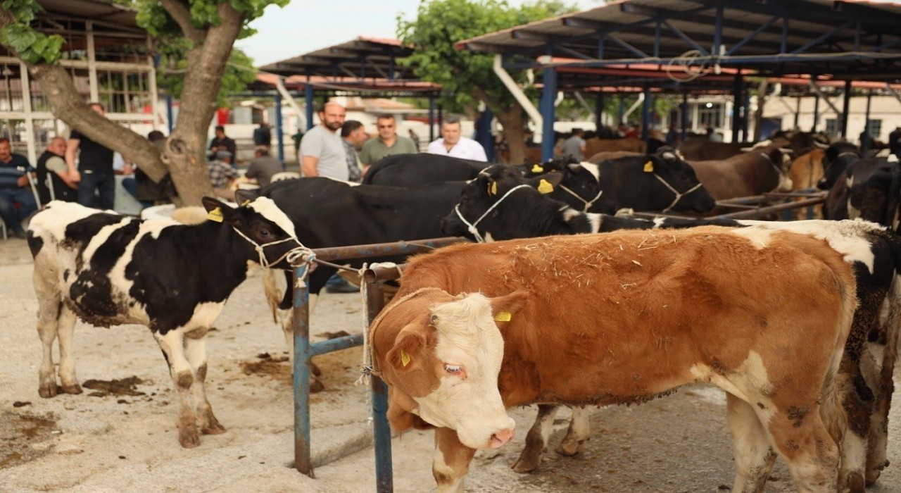Didimde kurban kesim yerleri belli oldu
