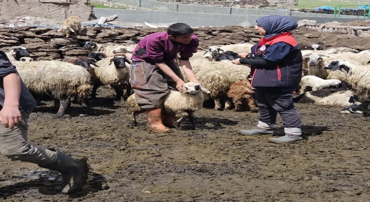 Diyadinde küçükbaş hayvanlara küpe ve aşı çalışması