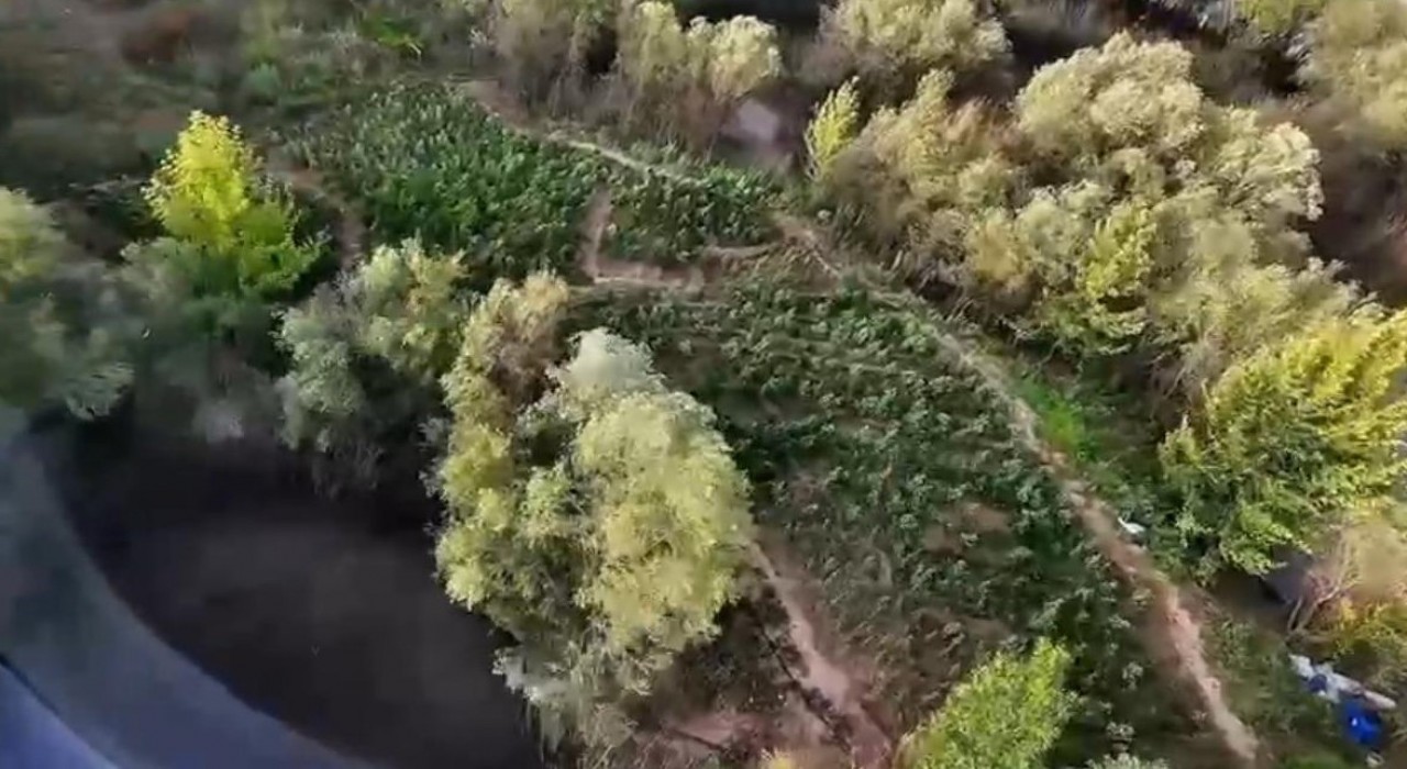 Diyarbakırda 1 milyon 428 bin kök uyuşturucu bitkisi ele geçirildi