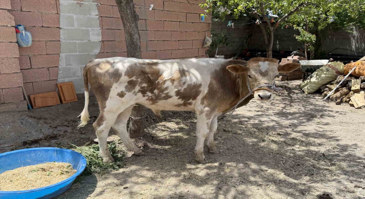 Diyarbakırda firari buzağı 9 ay sonra sahibine teslim edildi