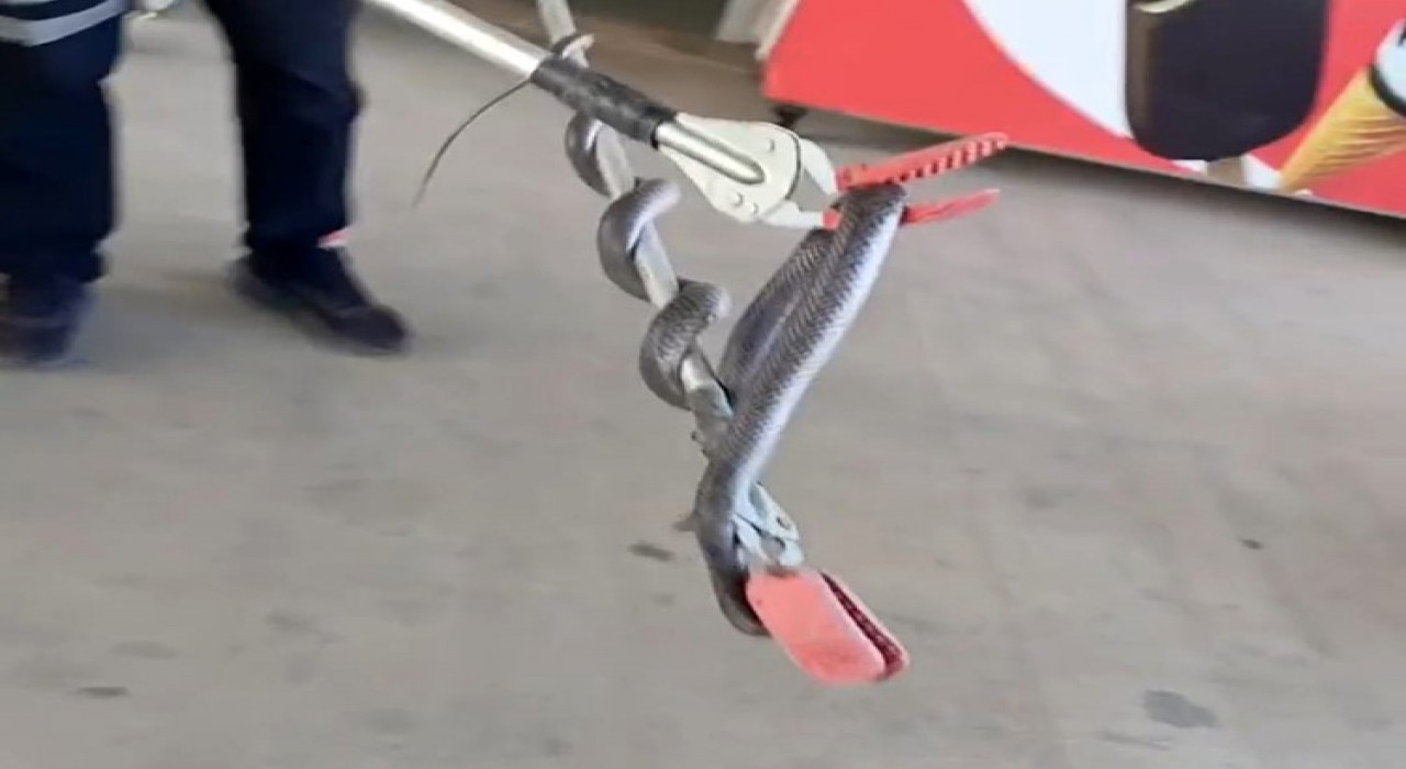 Diyarbakırda markete giren yılan itfaiye erleri tarafından yakalandı