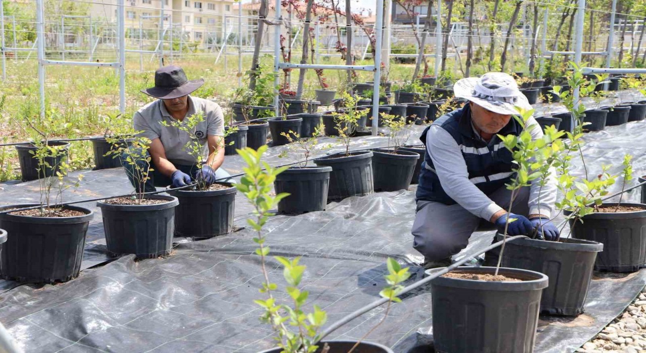 Diyarbakırda yaban mersini ve aronya üretimi için çalışma başlatıldı