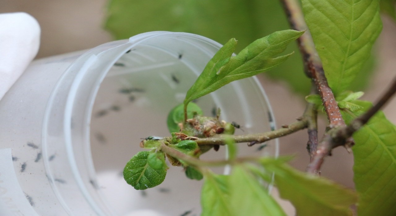 Doğaya savaşçı böcekler bırakıldı