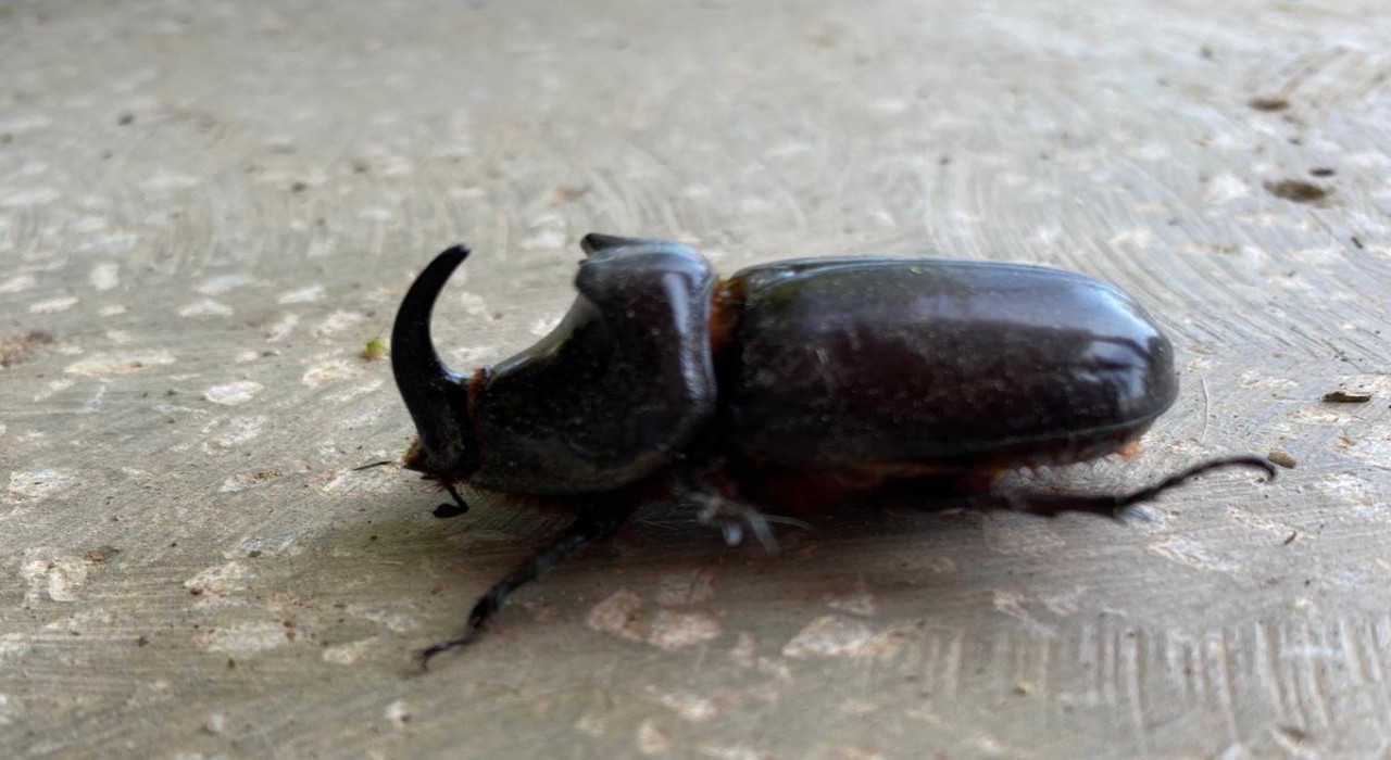 Dünyanın en güçlü böceği Manisada bulundu
