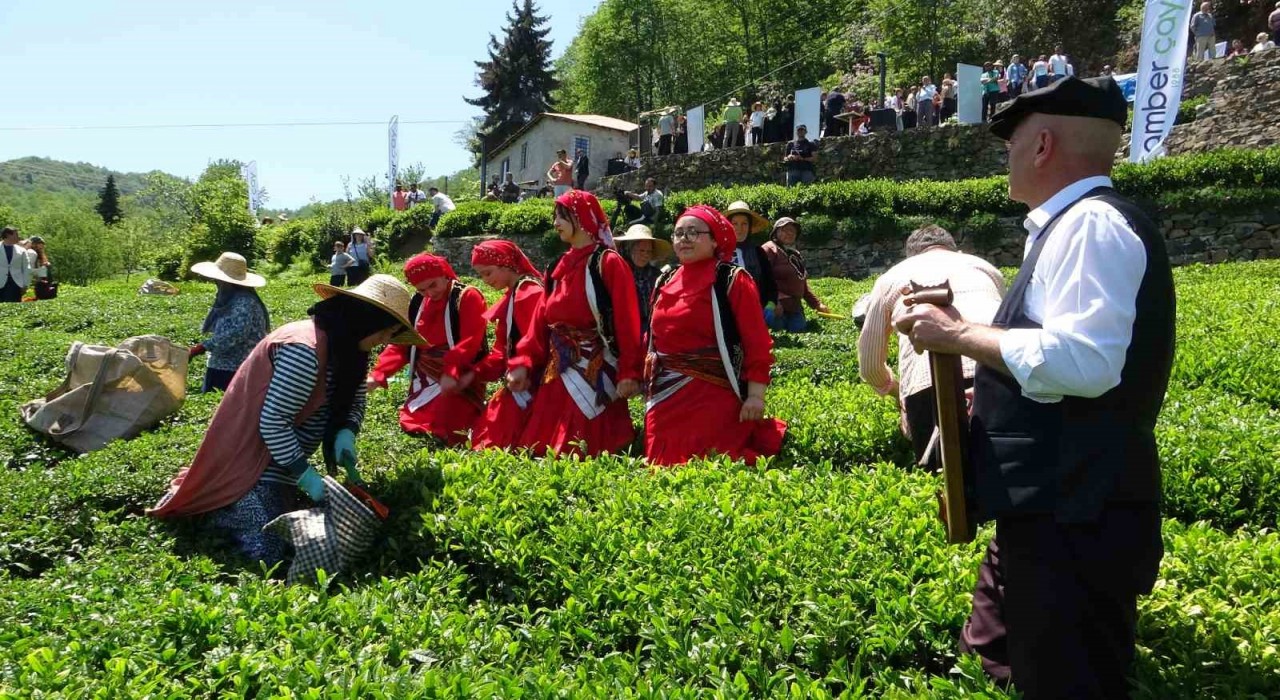Dünyanın en kaliteli fındığının üretildiği Giresunda kemençe eşliğinde çay hasat şenliği yapıldı