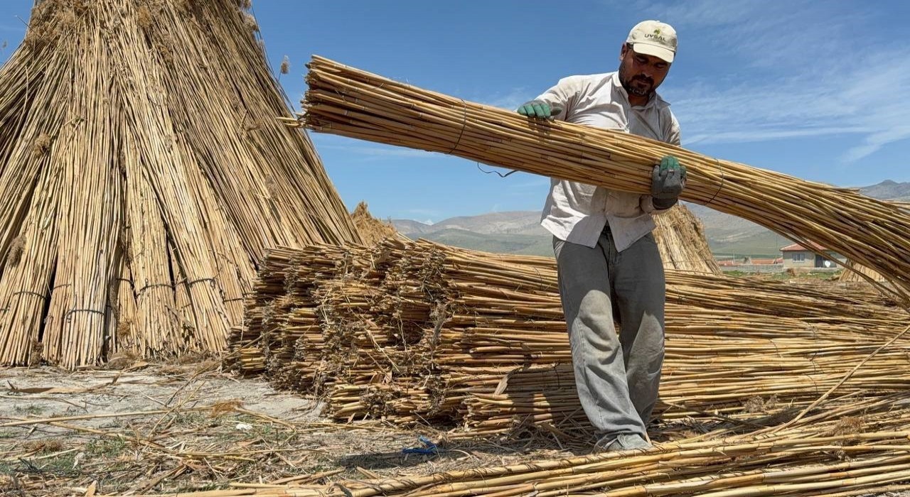 Eber Gölünde kamış hasadı başladı