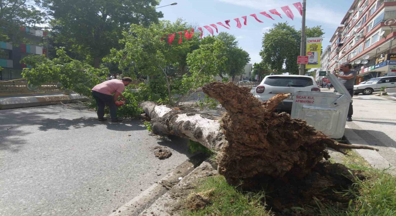 Edirnede devrilen ağaç yolu trafiğe kapattı