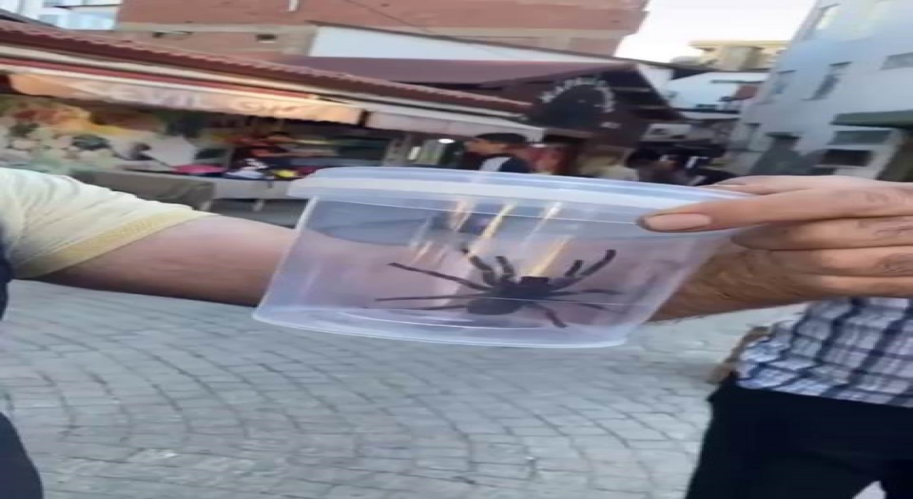Elazığda dev etçil örümcek paniği
