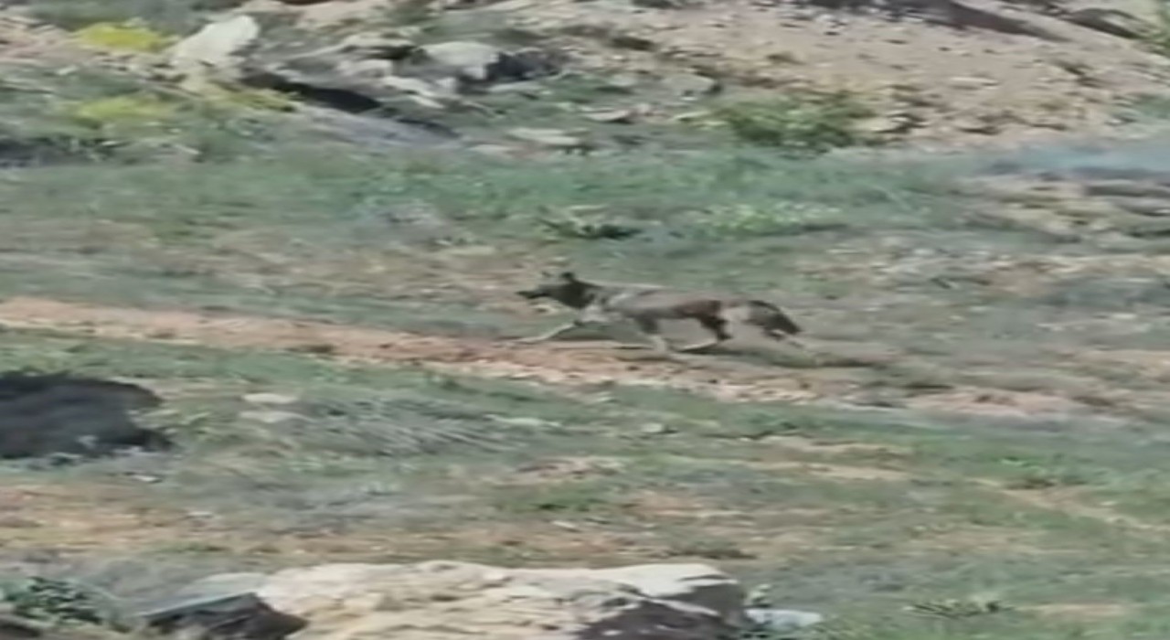 Elazığda doğanın nadir konukları görüntülendi