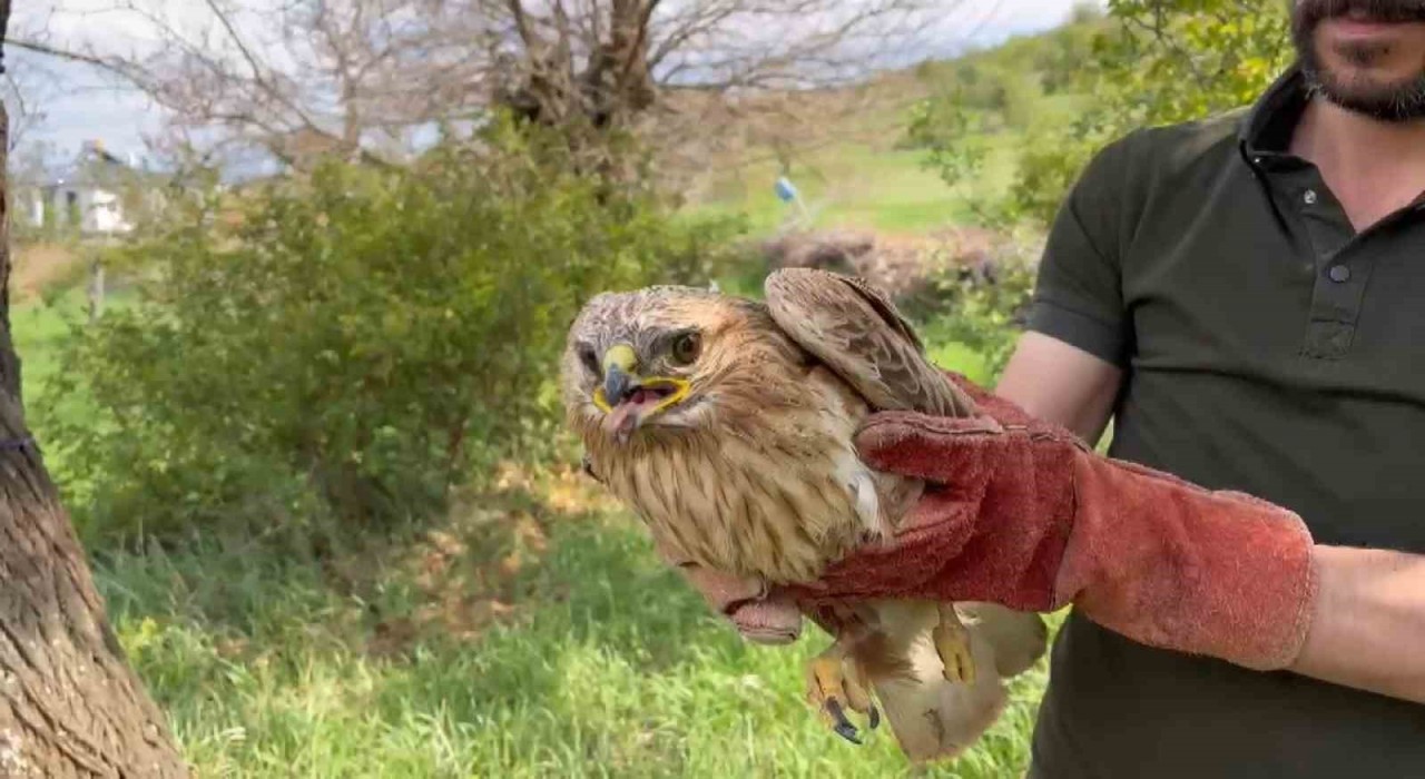 Elazığda yaralı halde bulunan şahin ekiplere teslim edildi
