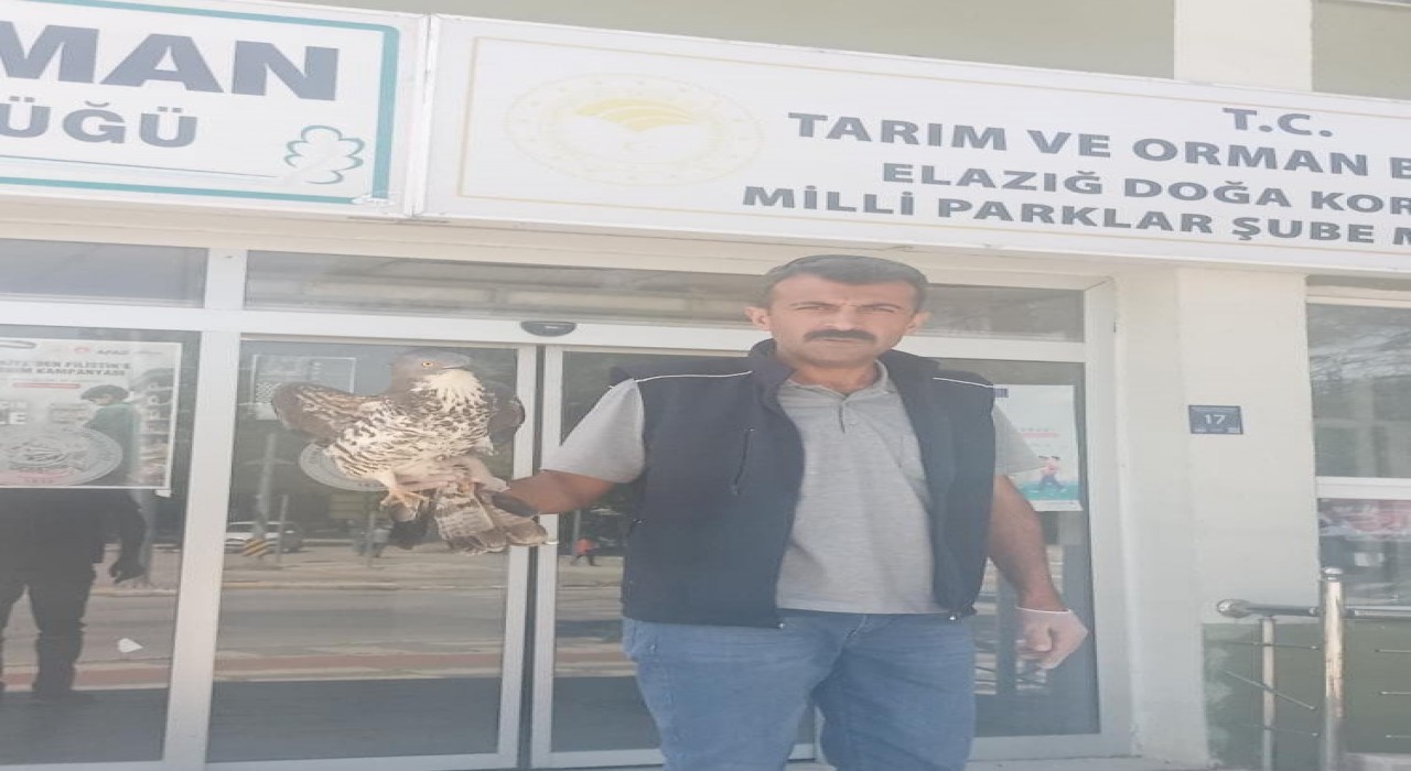 Elazığda yaralı şahin tedavi altına alındı
