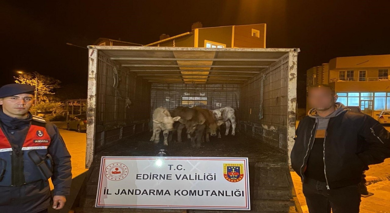 Enezde ağıldan 6 adet hayvan çalan şüpheliler yakalandı