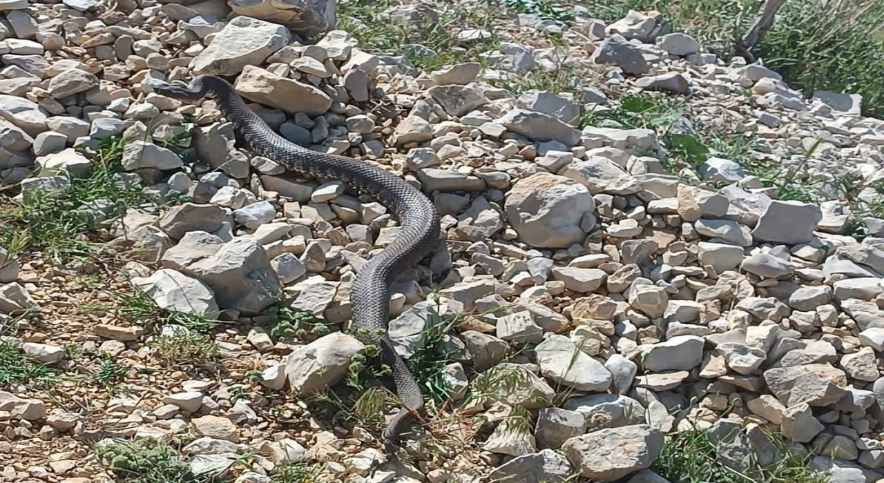 Engerek yılanı Kahramanmaraşta da görüntülendi