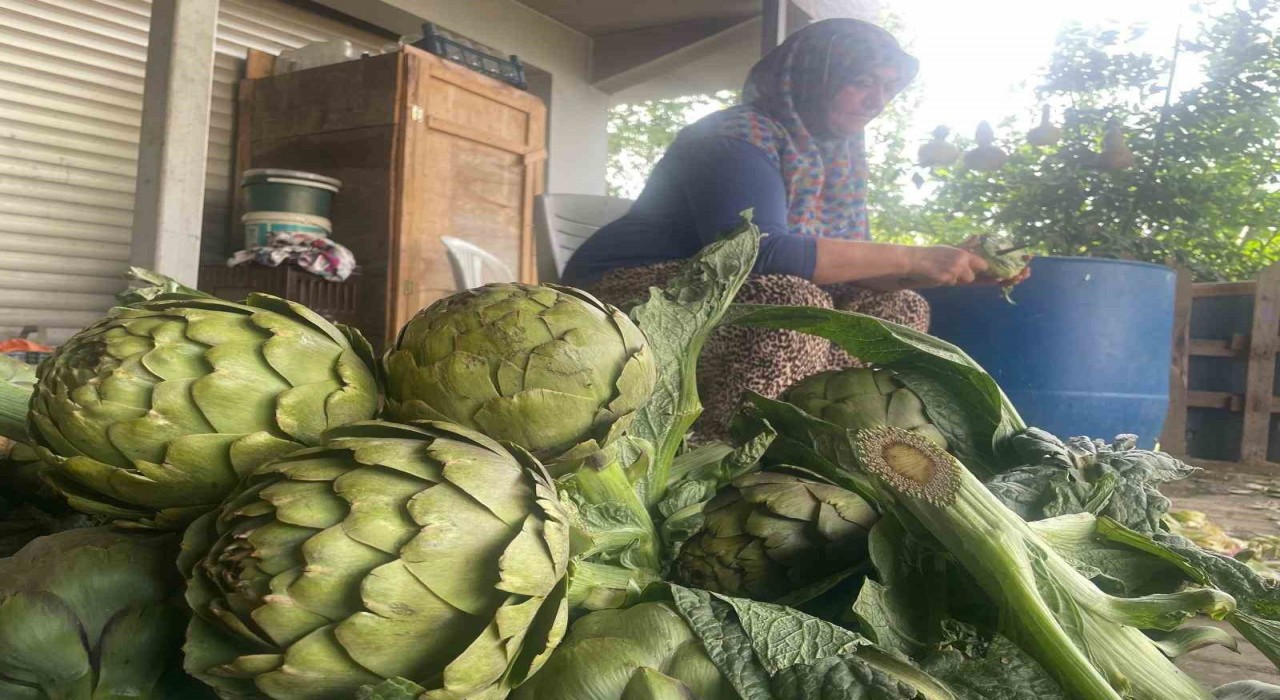Enginar bıçakçılarında hasat yoğunluğu