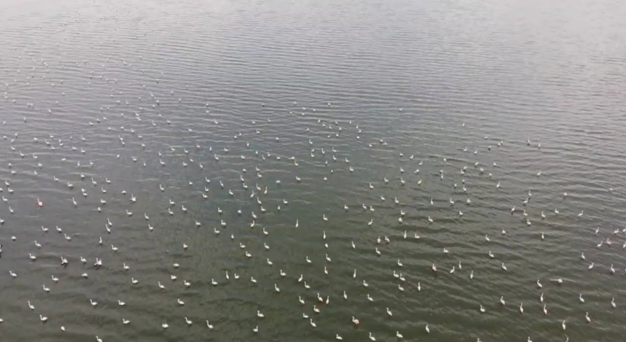 Erçek Gölünün narin misafirleri flamingolar gelmeye başladı