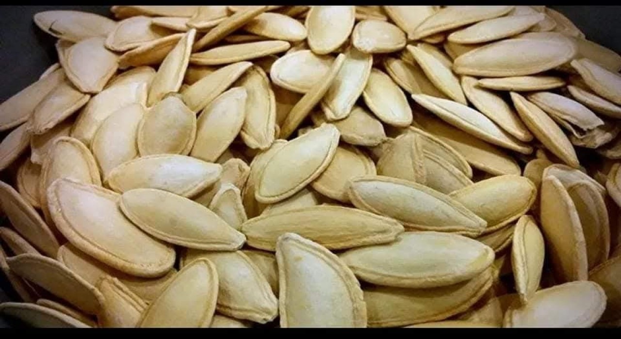 Erciyesin eteklerinde kabak çekirdeği ekim sezonu başladı