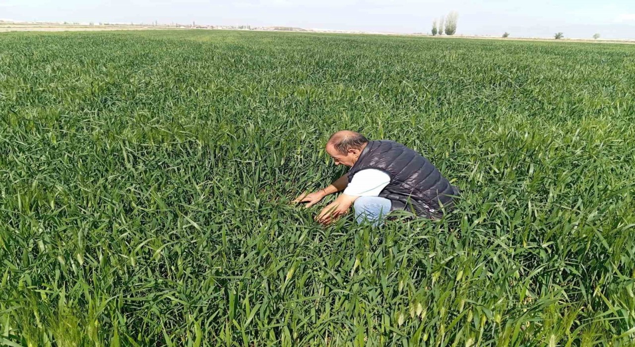 Ereğlide süne kımıl sürvey çalışmaları başladı