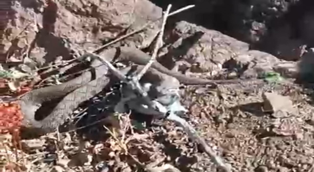 Erek Dağında zehirli radde engereği görüntülendi
