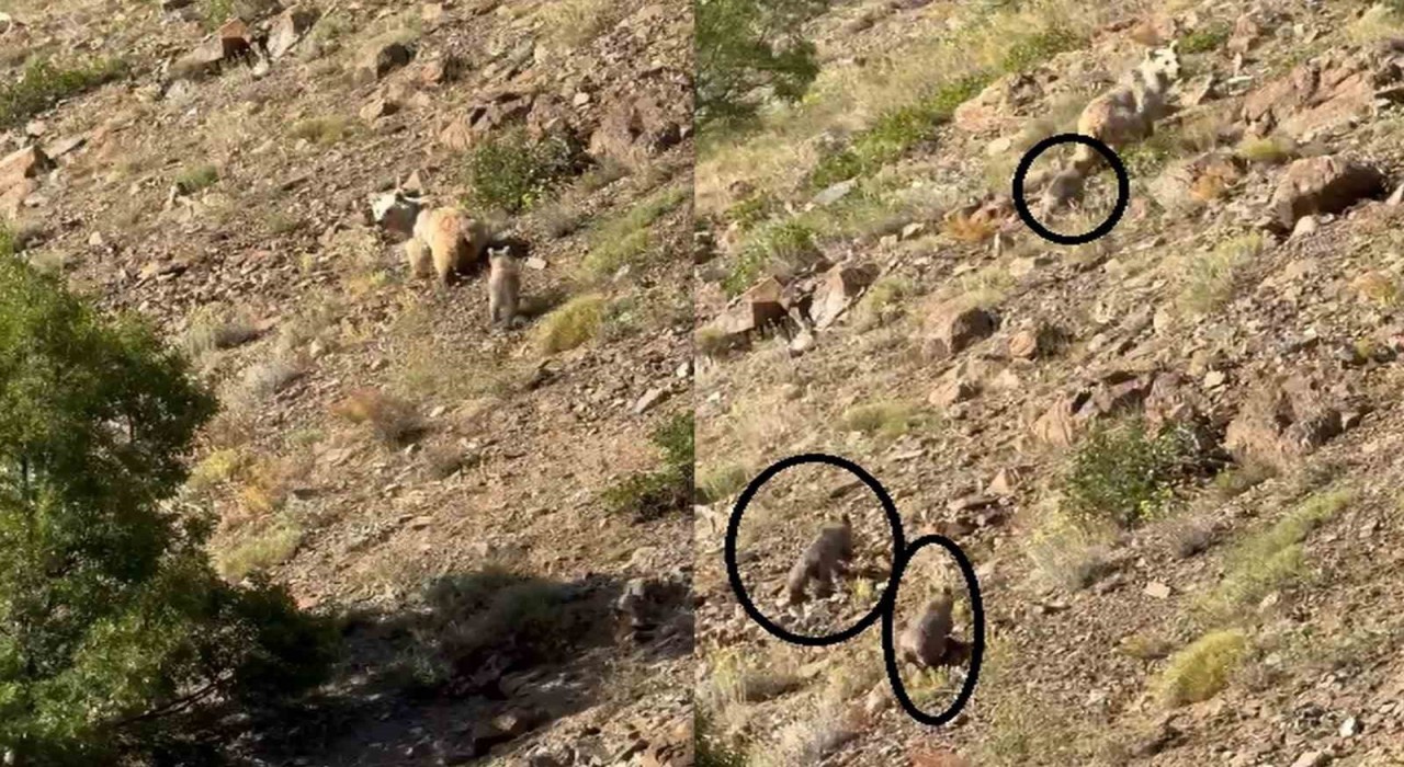 Erzincanda anne ayı ve 3 yavrusu görüntülendi