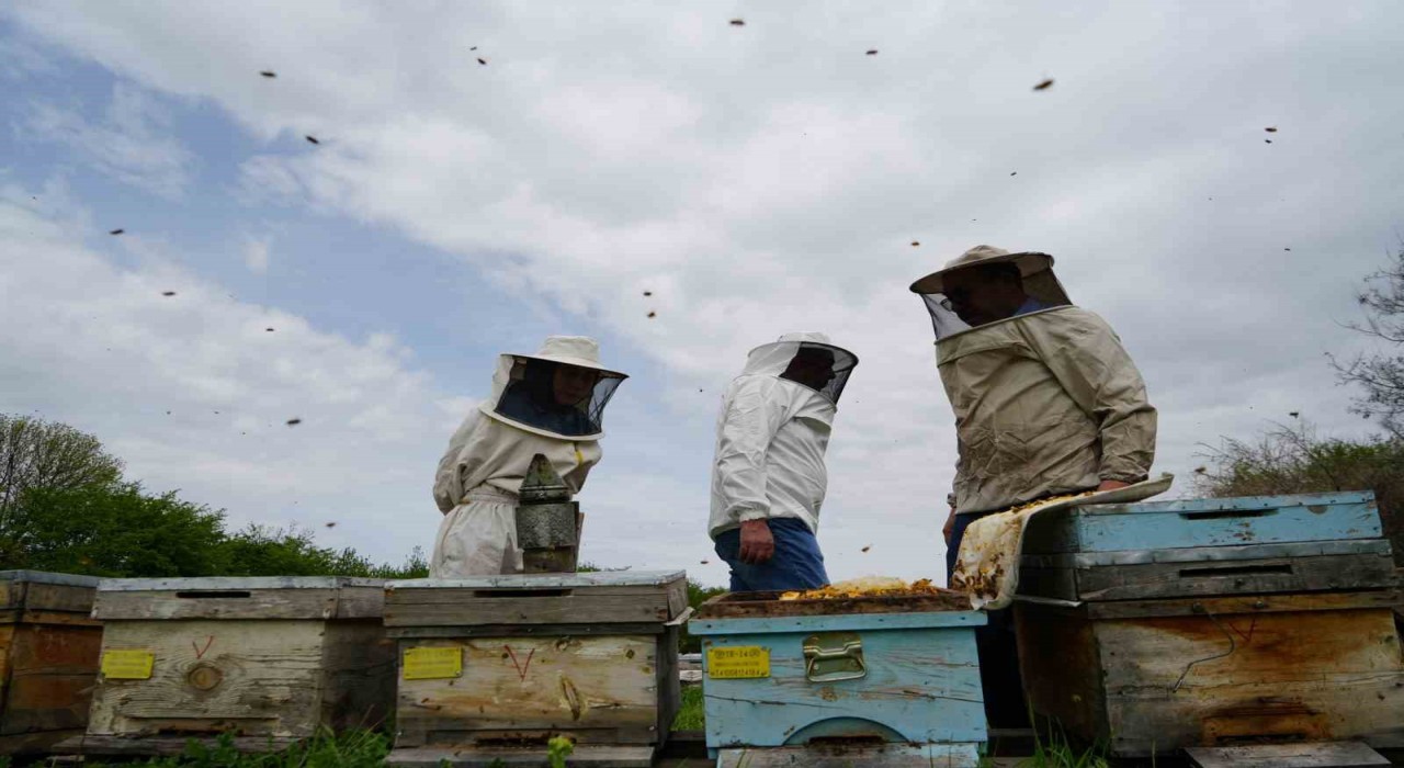 Erzincanda kış uykusundan uyanan arılar yeni sezona hazırlanıyor