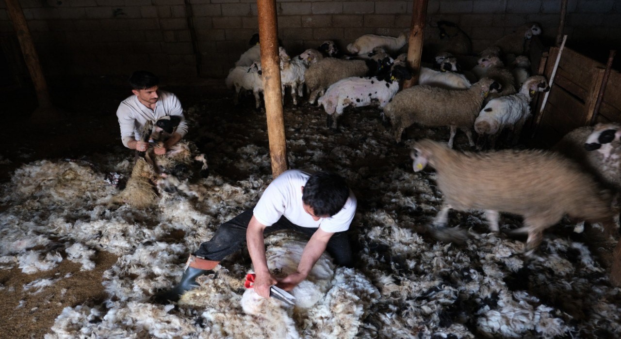 Erzincanda kuzu kırkım sezonu başladı